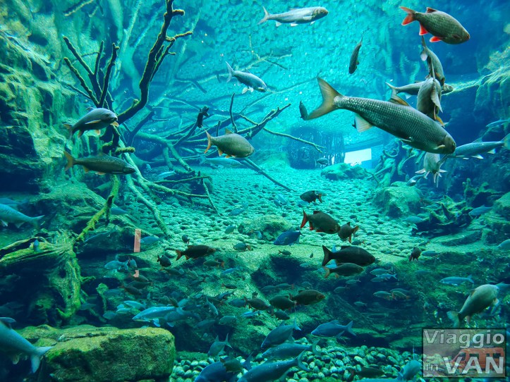 Alpen Zoo - Acquario