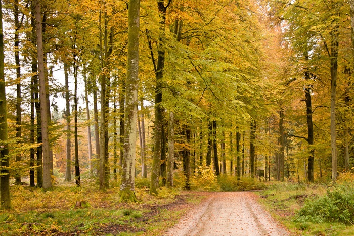 autunno - Viaggio in Van