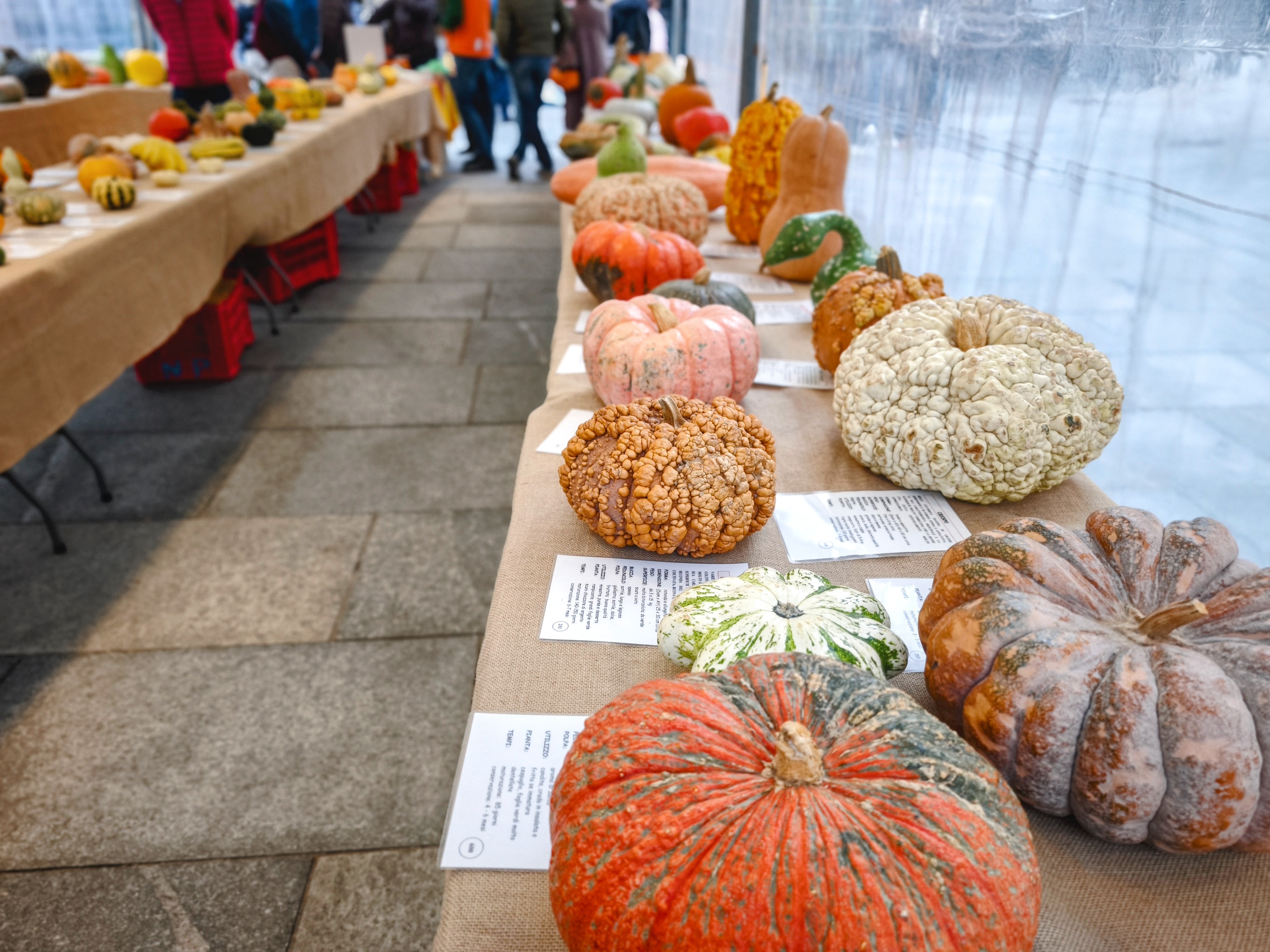 Mondovì (CN) - Marco Arciprete (c) 2025 - Esposizione di zucche