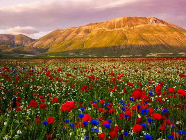 Fioritura di Castelluccio di Norcia